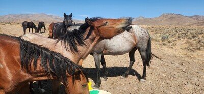 NEW & RICH BEDROCK SCRAPED PAYDIRT GUARANTEED TO FIND SOME NATURAL NEVADA GOLD
