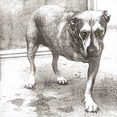Alice in Chains : Alice in Chains (30th Anniversary) VINYL 12" Album Coloured